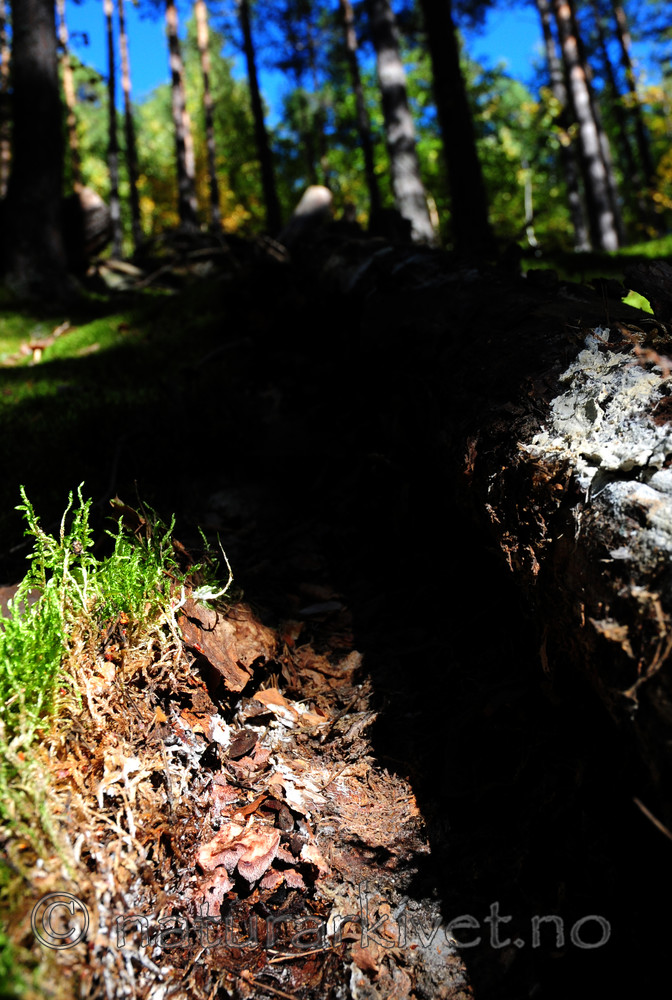 SIR_7854 / Hydnellum gracilipes / Skyggebrunpigg