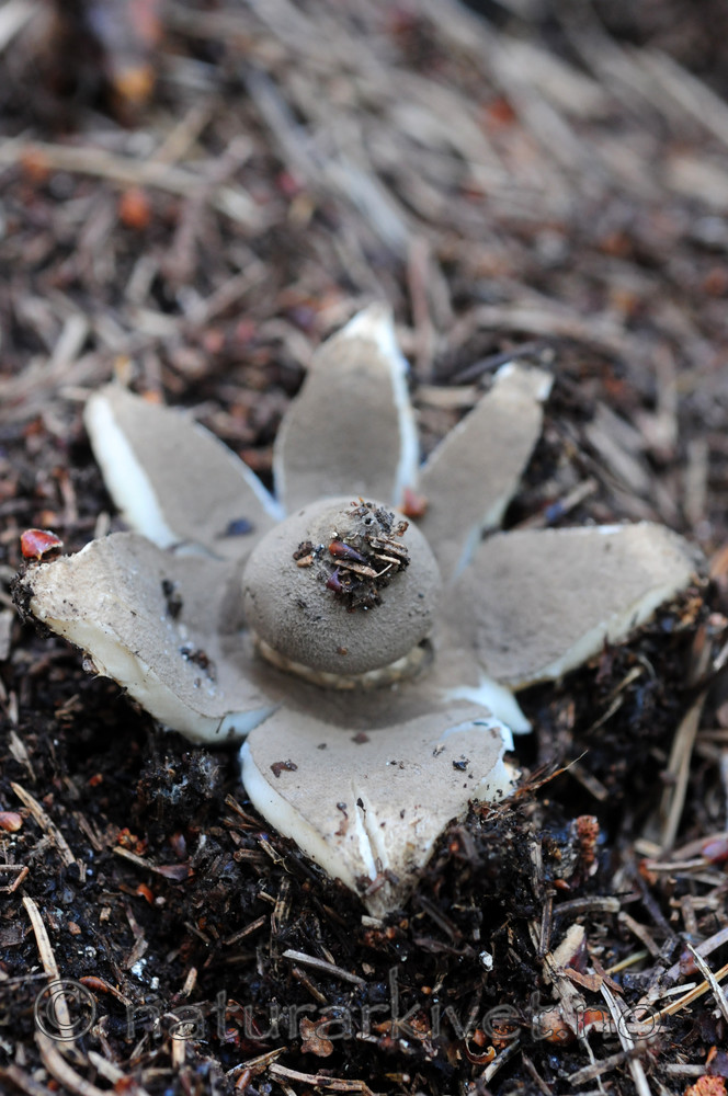 SIR_8008 / Geastrum pectinatum / Skaftjordstjerne
