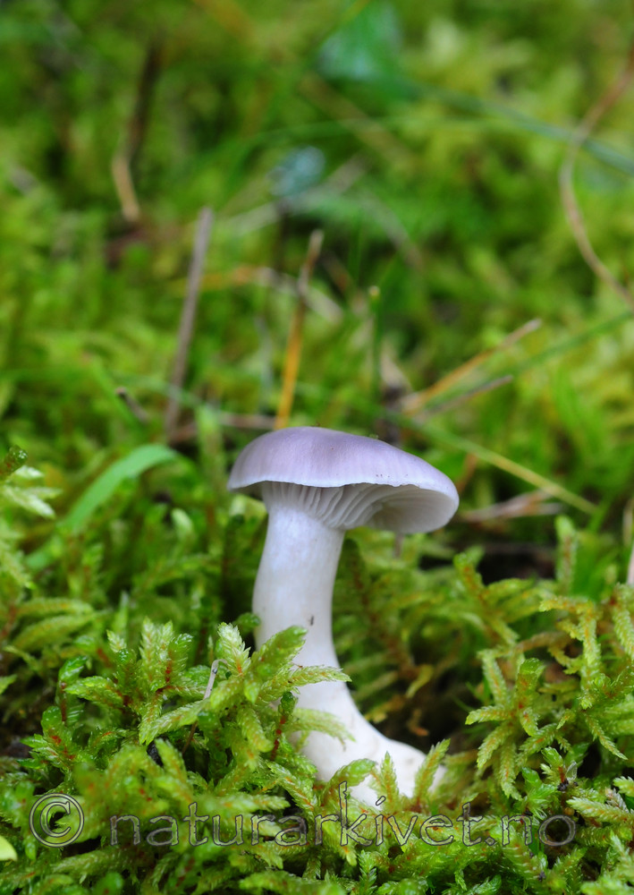 SIR_8049 / Hygrocybe lacmus / Skifervokssopp