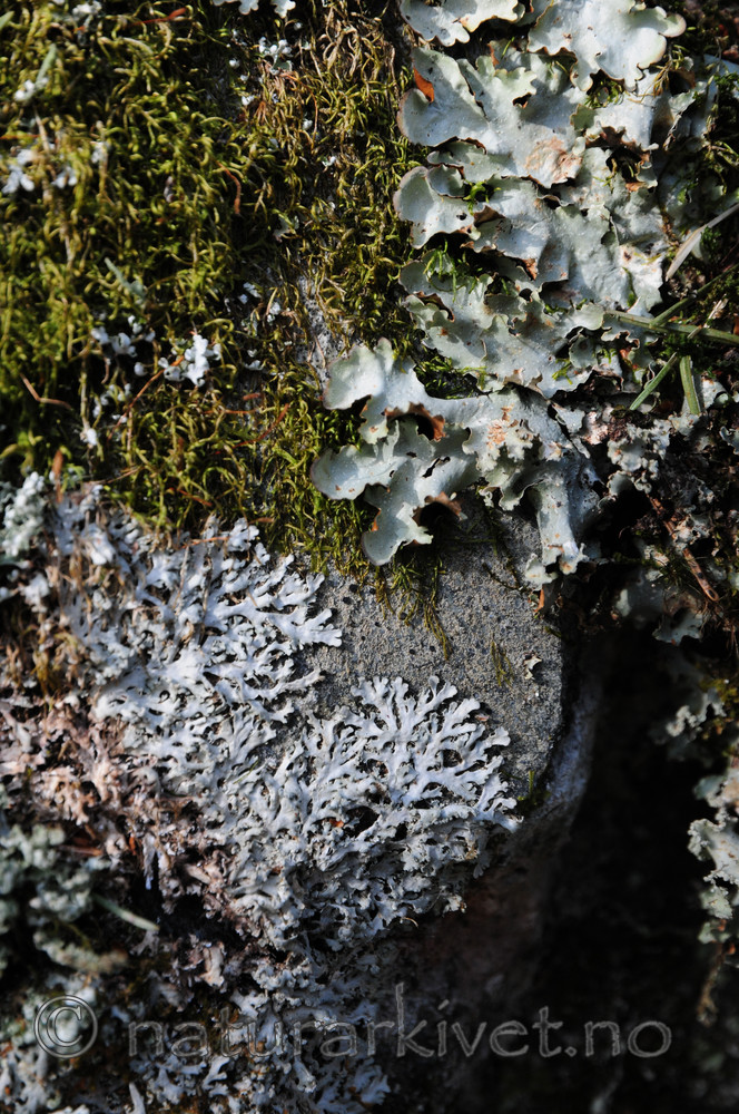 SIR_9125 / Cetrelia olivetorum / Praktlav <br /> Heterodermia speciosa / Elfenbenslav