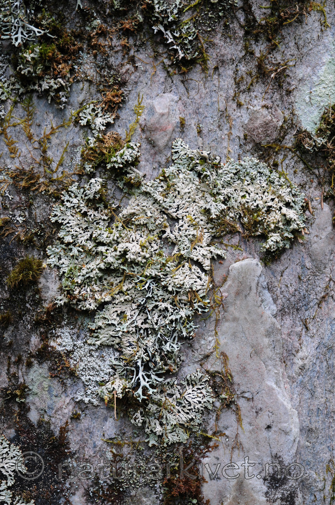 SIR_9257 / Menegazzia terebrata / Skoddelav