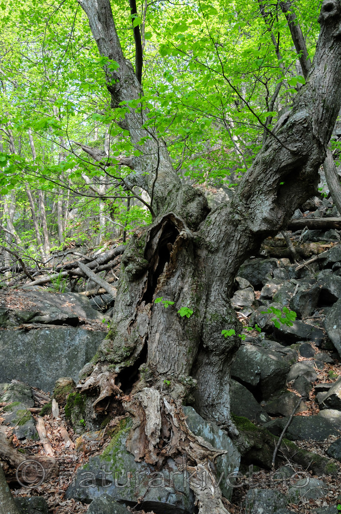 SIR_9512-2 / Tilia cordata / Lind