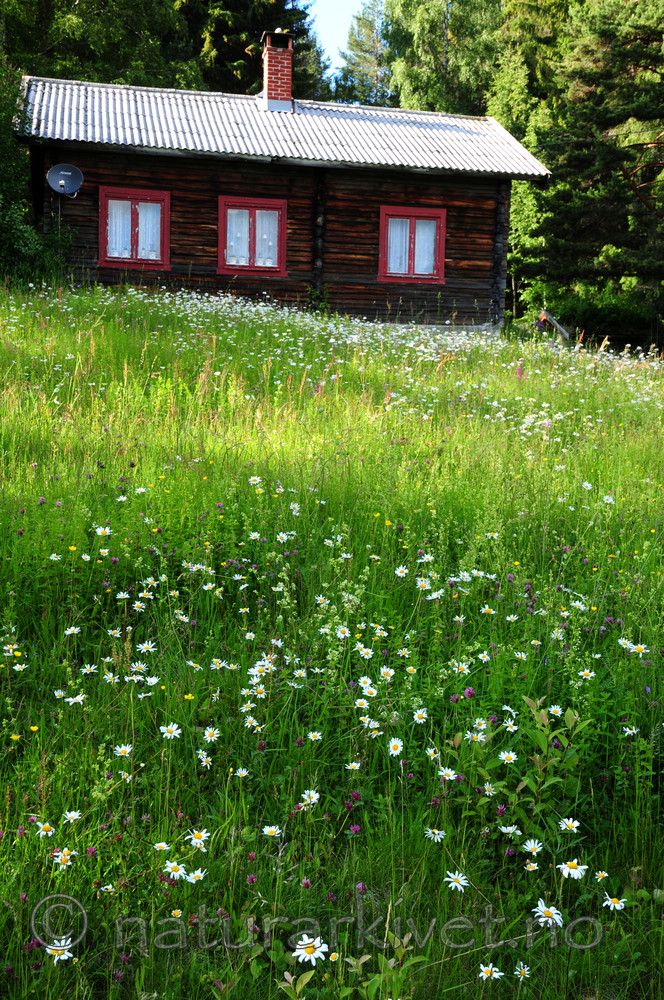 SIR_9700 / Leucanthemum vulgare / Prestekrage