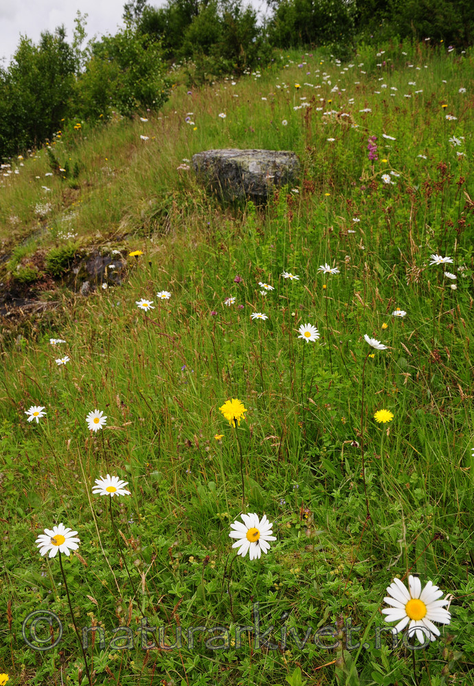 SIR_9838 / Leucanthemum vulgare / Prestekrage