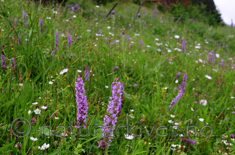 SIR_9851 / Gymnadenia conopsea / Brudespore