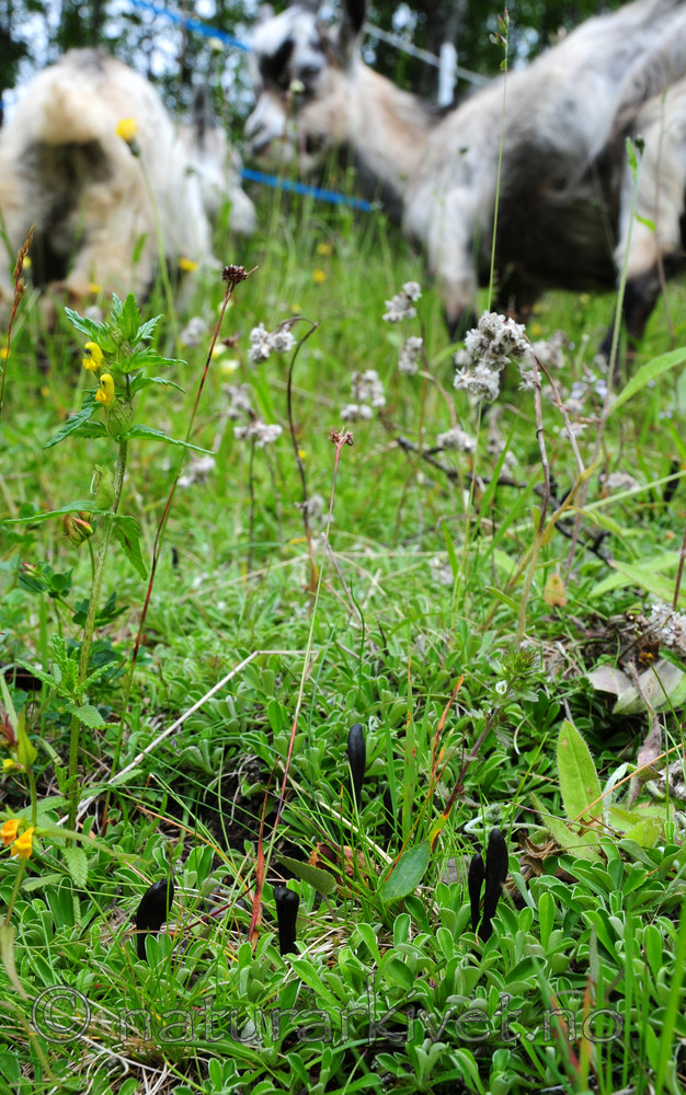 SIR_9894 / Geoglossum fallax / Skjelljordtunge