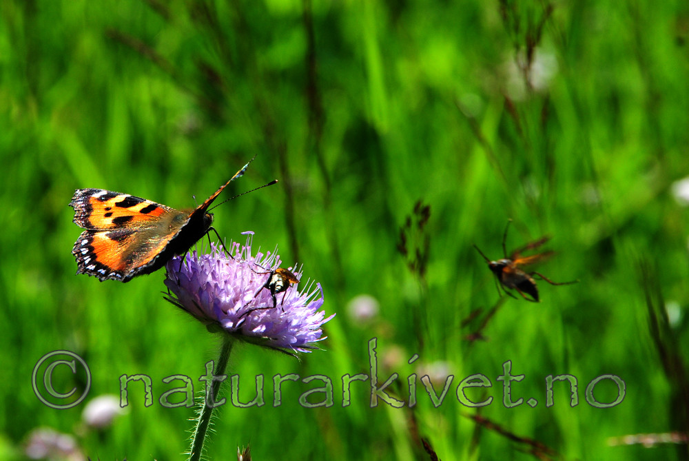 SIR_9953 / Aglais urticae / Neslesommerfugl