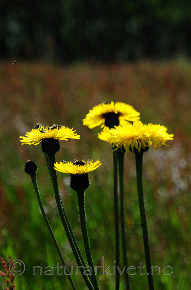 SIR_9960 / Hypochaeris maculata / Flekkgrisøre