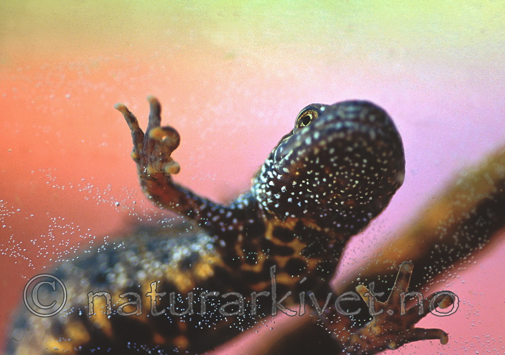 SR0058 / Triturus cristatus / Storsalamander