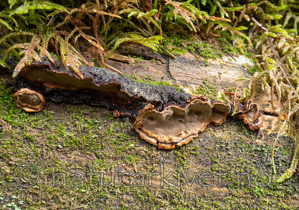 SR010036 / Phellinus nigrolimitatus / Svartsonekjuke