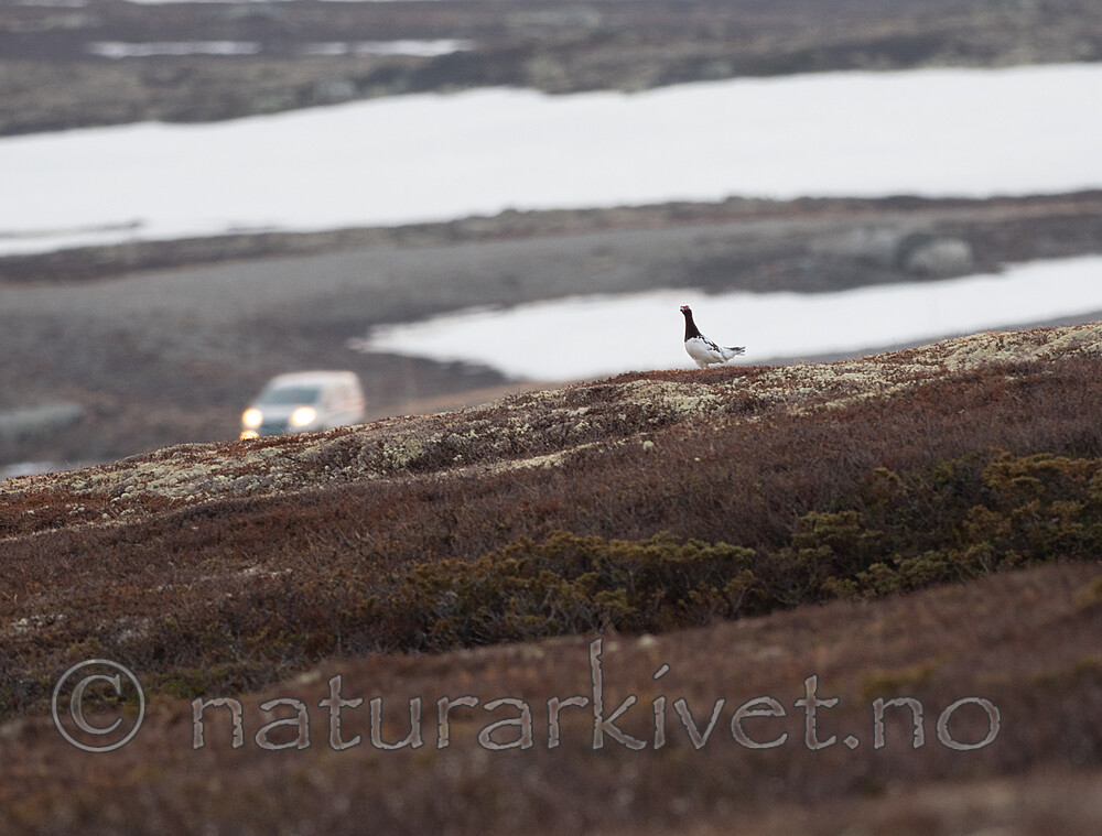 SR010102 / Lagopus lagopus / Lirype