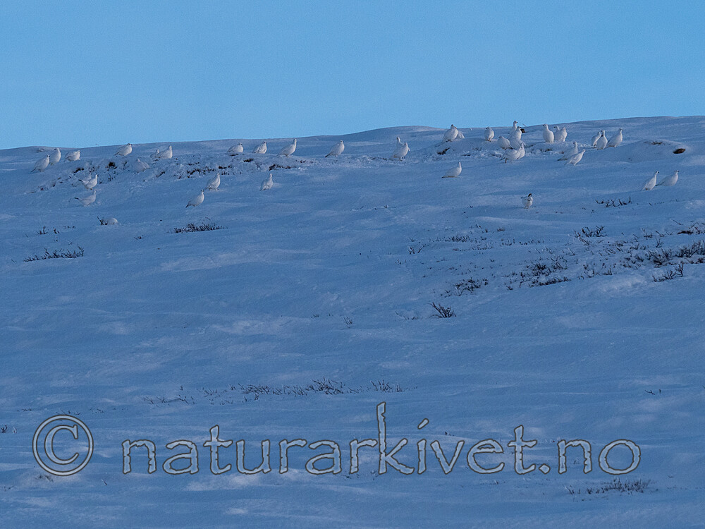 SR010131 / Lagopus lagopus / Lirype