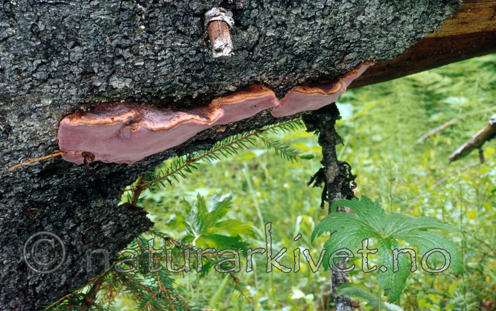 SR0137 / Fomitopsis rosea / Rosenkjuke