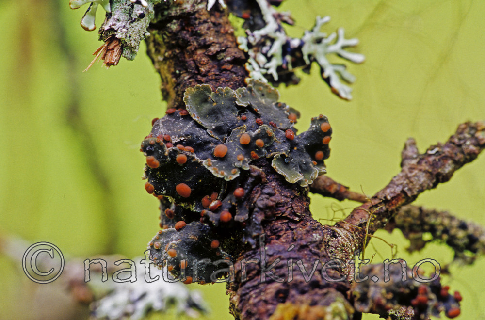 SR0336 / Austrella arachnoidea <br /> Erioderma pedicellatum / Trønderlav