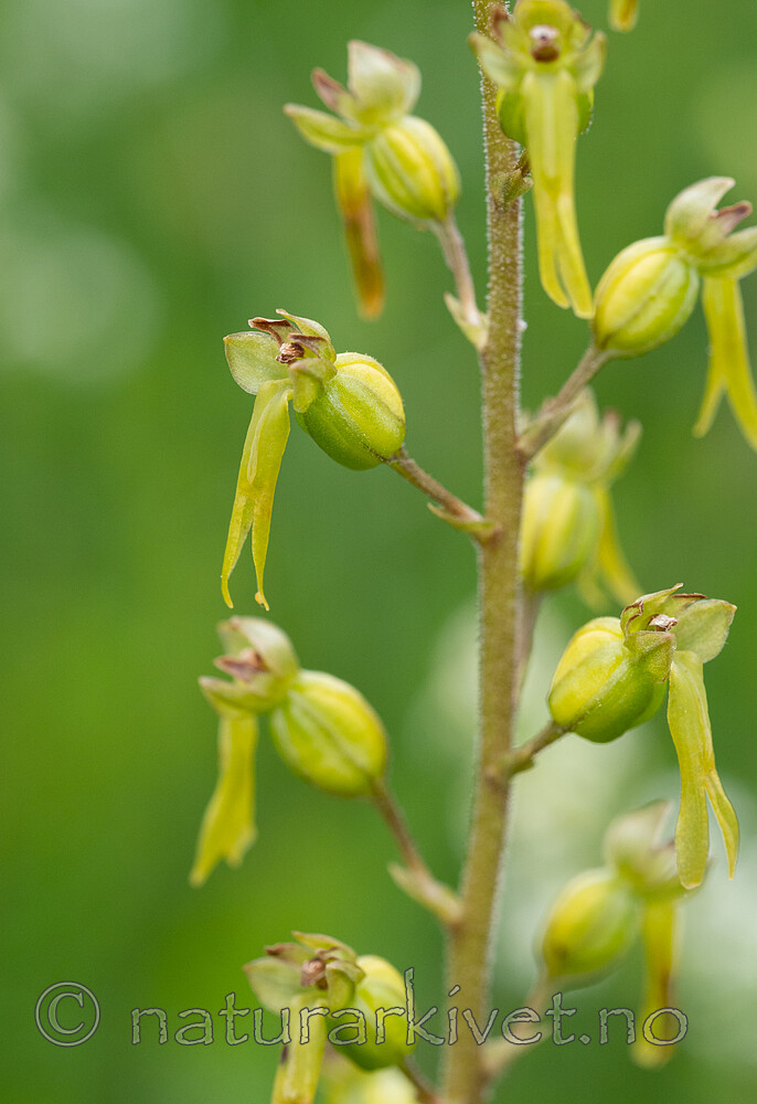 SR072019 (129) / Listera ovata / Stortveblad