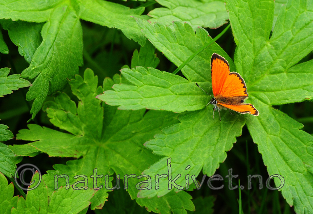 SR0_0062 / Lycaena virgaureae / Oransjegullvinge