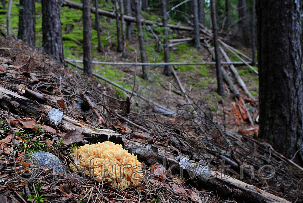 SR0_0273 / Ramaria eosanguinea / Jodkorallsopp