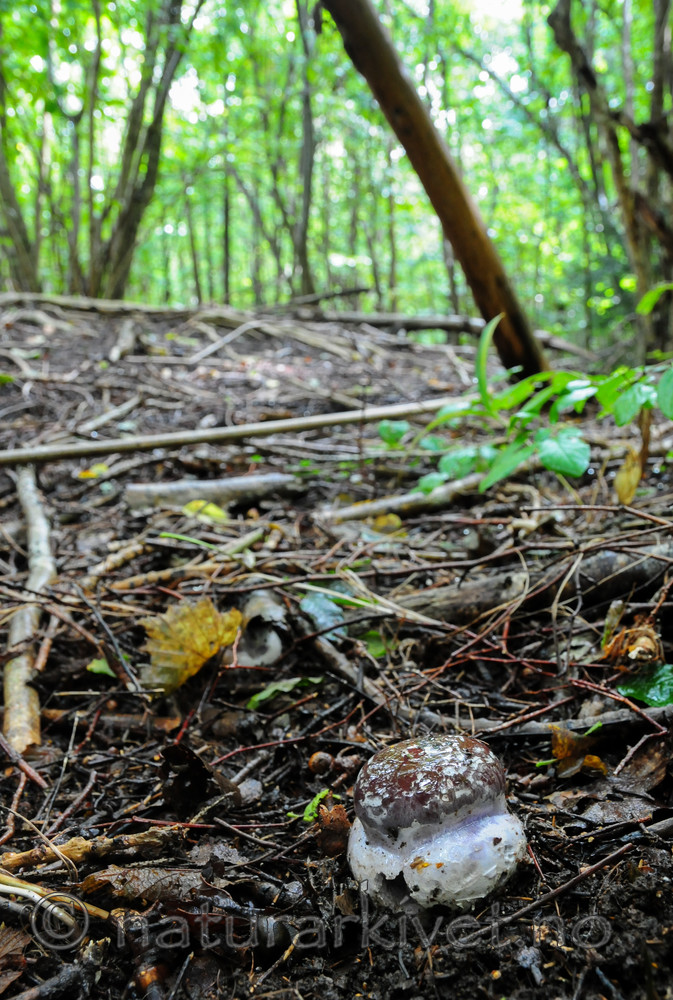 SR0_0570 / Cortinarius praestans / Kjempeslørsopp