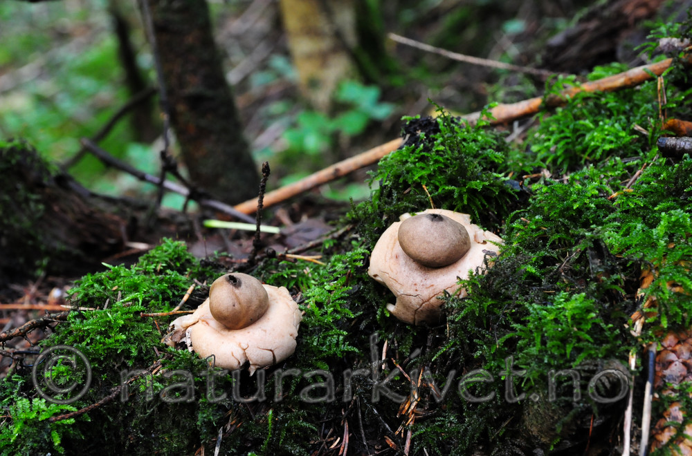 SR0_0632 / Geastrum fimbriatum / Brun jordstjerne