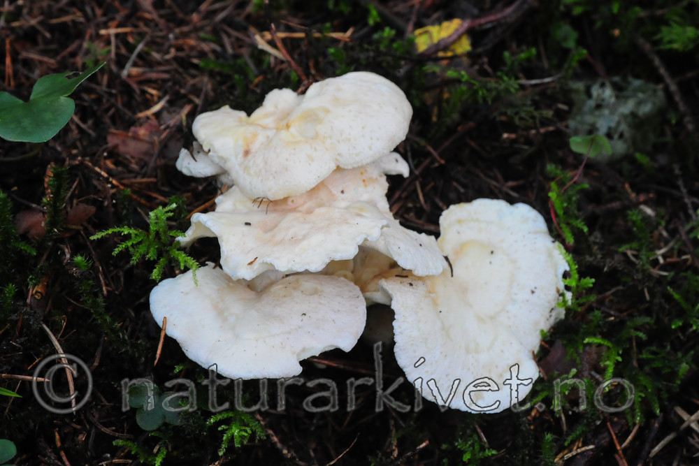 SR0_0636 / Albatrellus citrinus / Lammesopp