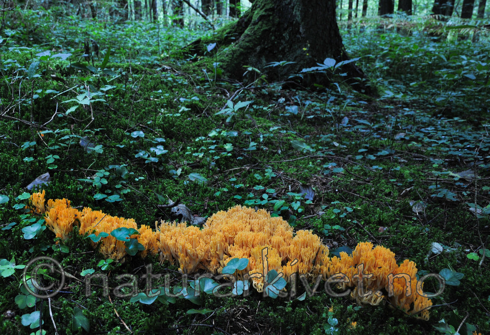 SR0_0666 / Ramaria neoformosa