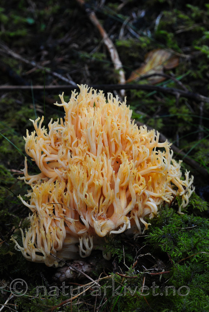 SR0_0697 / Ramaria neoformosa