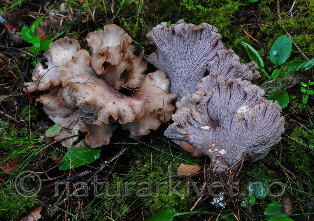 SR0_0704 / Gomphus clavatus / Fiolgubbe