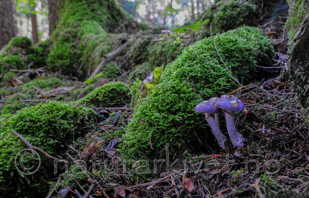 SR0_0816 / Cortinarius salor / Blå slimslørsopp