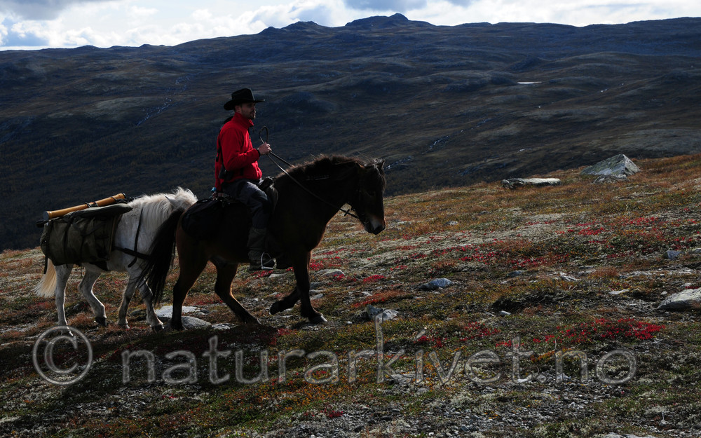 SR0_0884 / Equus caballus / Hest