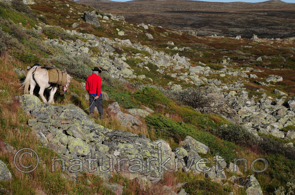 SR0_0942 / Equus caballus / Hest