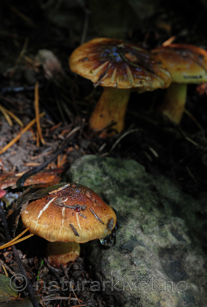 SR0_1056 / Cortinarius nanceiensis / Bananslørsopp