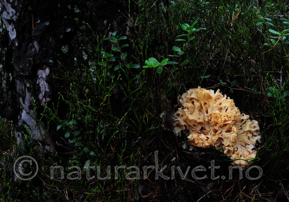SR0_1107 / Sparassis crispa / Blomkålsopp