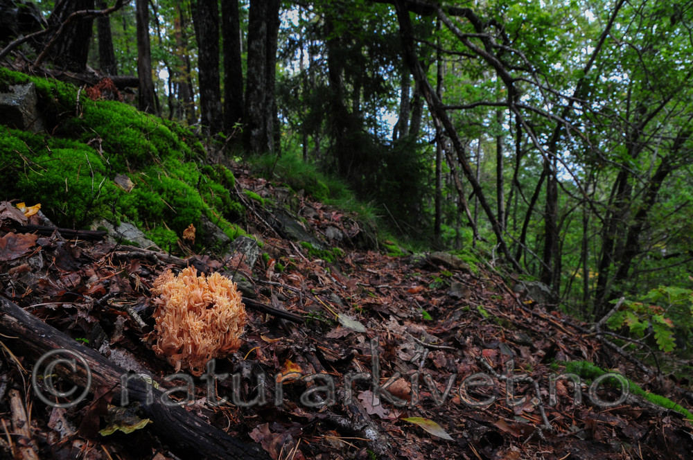 SR0_1115 / Ramaria formosa / Giftkorallsopp