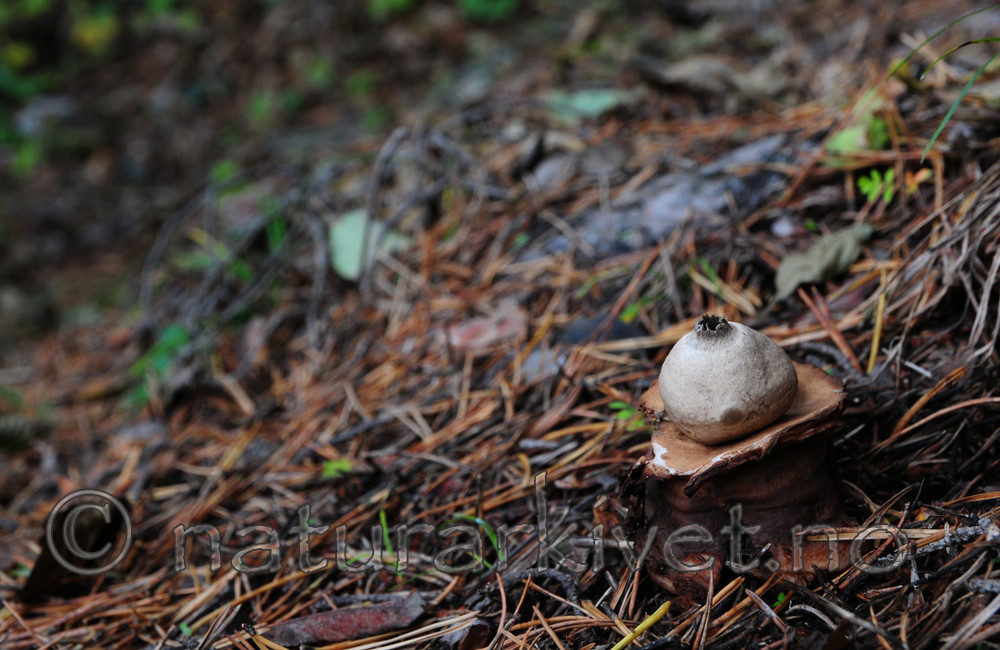 SR0_1145 / Geastrum triplex / Prestejordstjerne