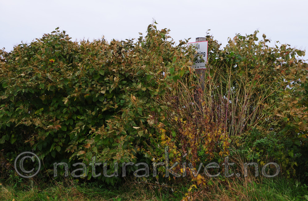 SR0_1196 / Reynoutria japonica / Parkslirekne