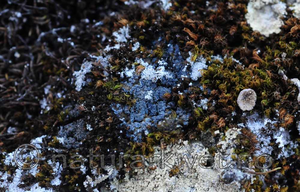 SR0_1668 / Fuscopannaria mediterranea / Olivenlav