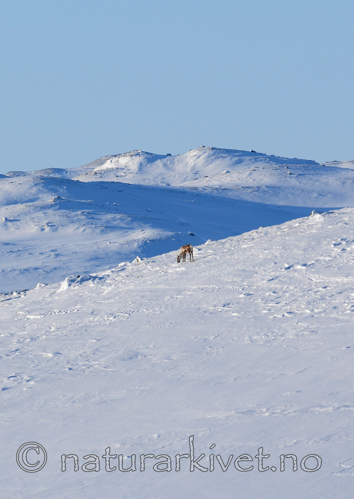 SR0_1975 / Rangifer tarandus / Rein