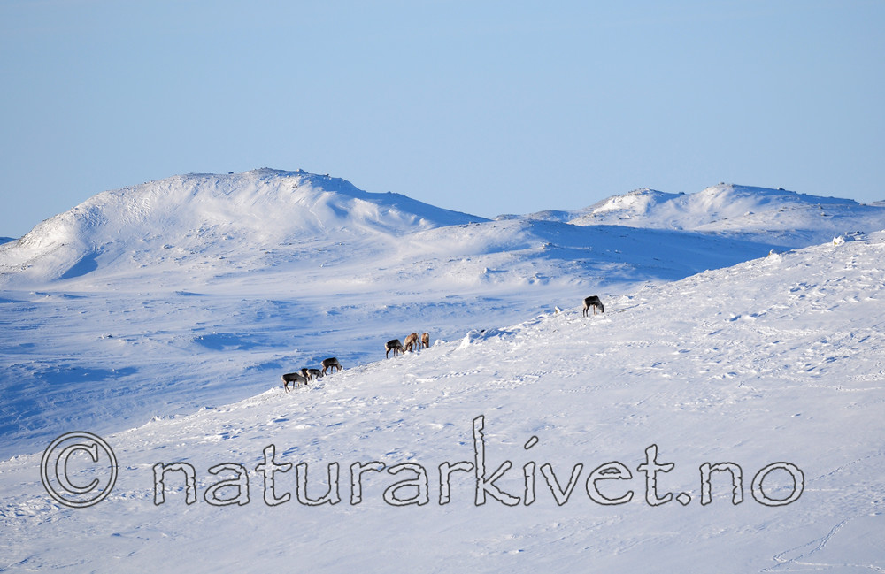 SR0_2068 / Rangifer tarandus / Rein