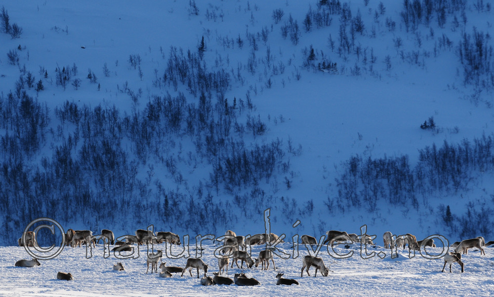 SR0_2119 / Rangifer tarandus / Rein