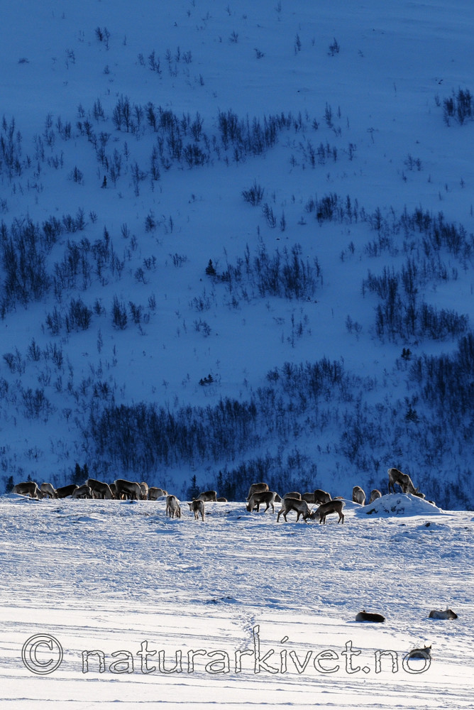 SR0_2143 / Rangifer tarandus / Rein