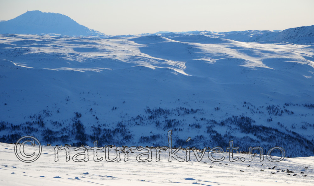 SR0_2154 / Rangifer tarandus / Rein