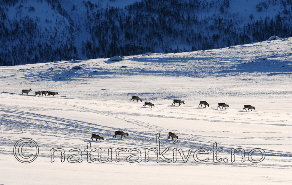 SR0_2238 / Rangifer tarandus / Rein