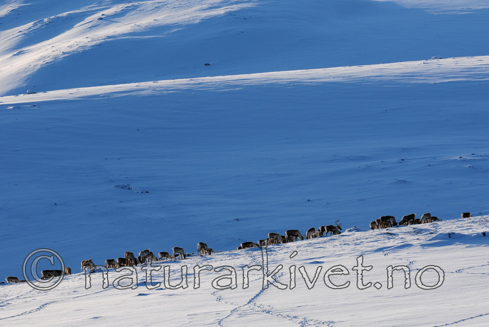 SR0_2294_2 / Rangifer tarandus / Rein
