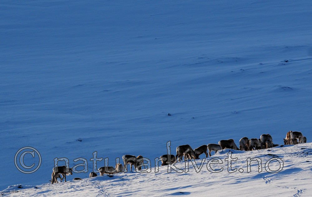 SR0_2306 / Rangifer tarandus / Rein