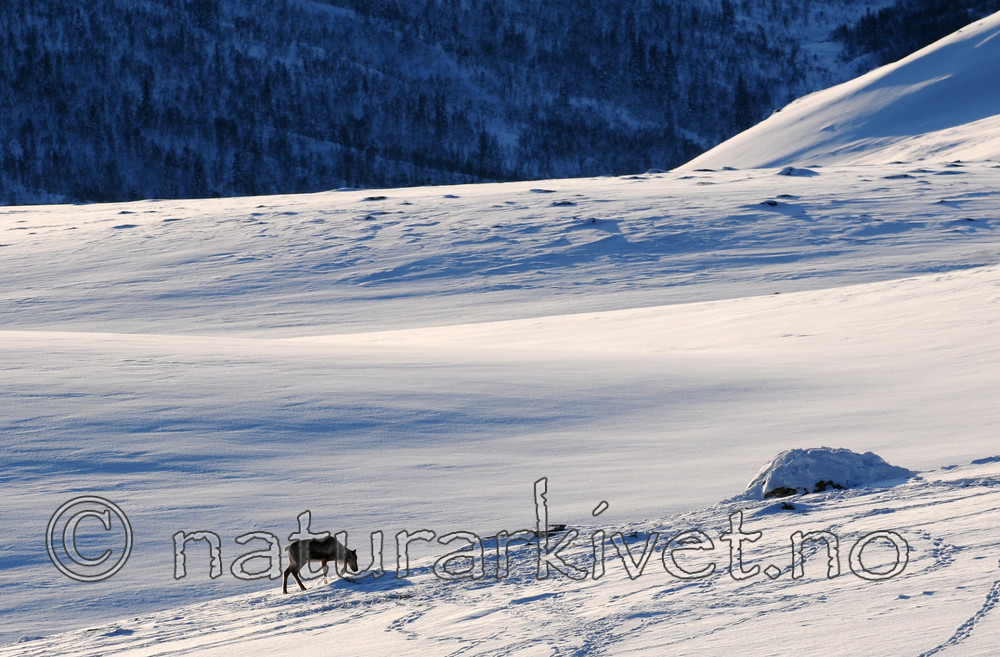 SR0_2313 / Rangifer tarandus / Rein