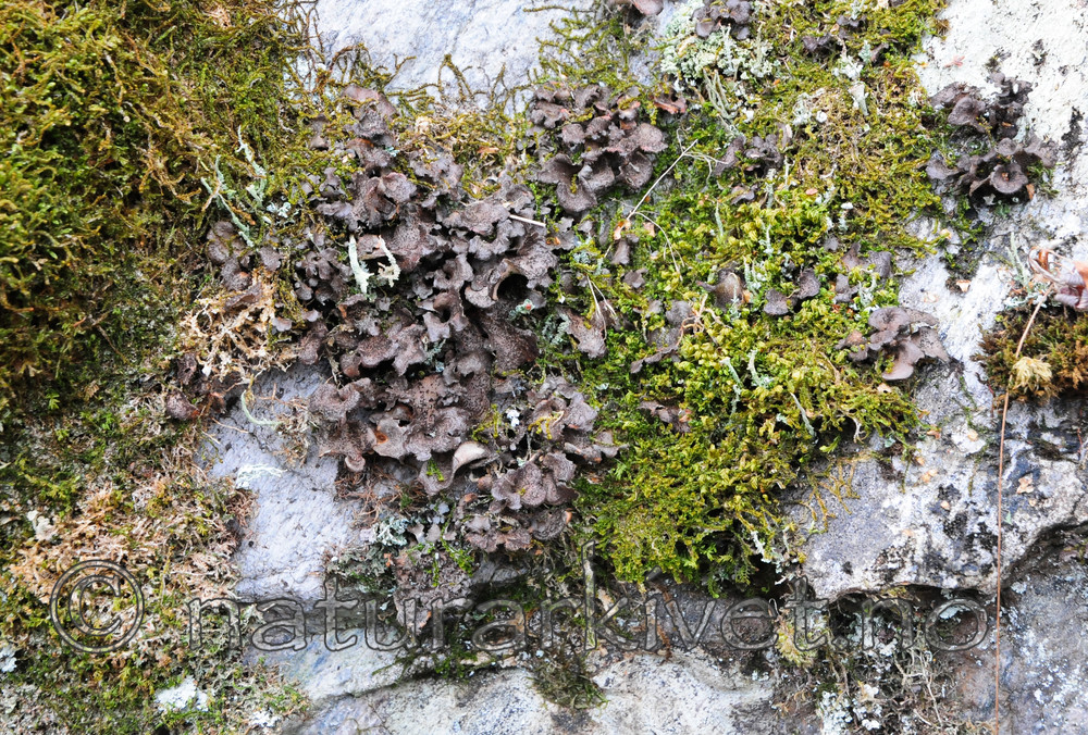 SR0_2404 / Sticta sylvatica / Buktporelav