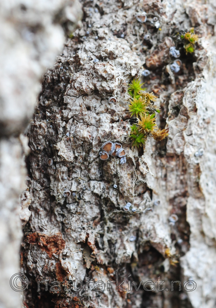 SR0_2448 / Proliferodiscus tricolor / Eikehårskål