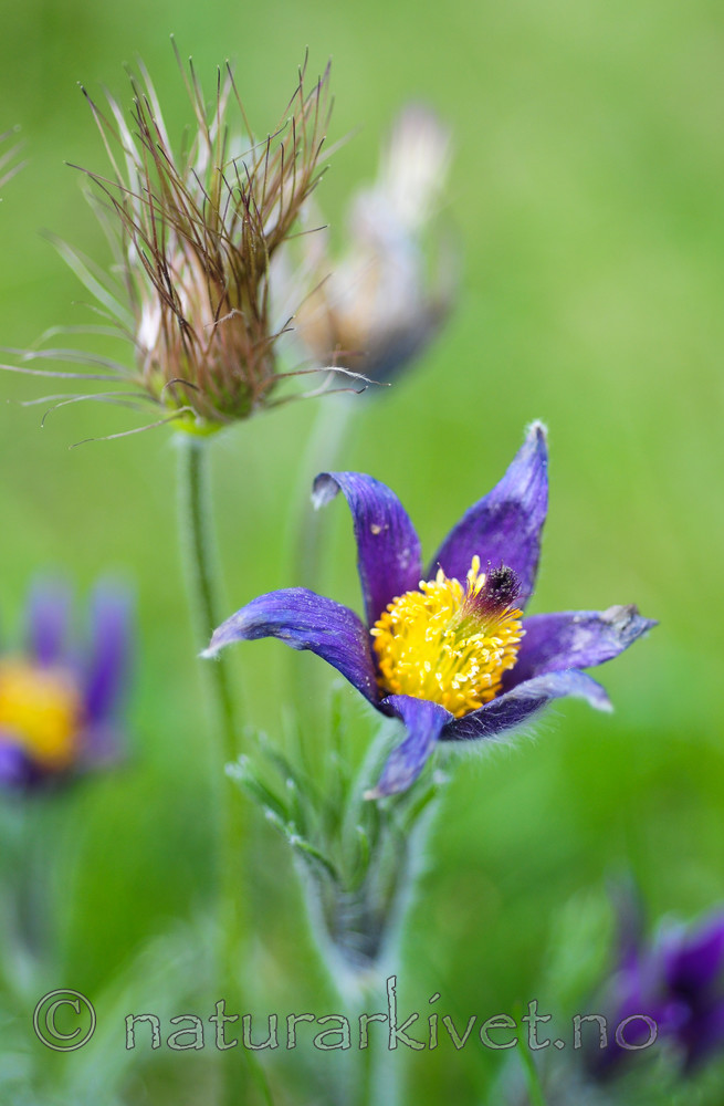 SR0_2668 / Pulsatilla vulgaris / Stor kubjelle