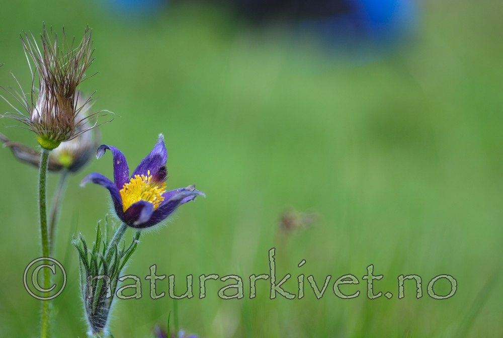 SR0_2676 / Pulsatilla vulgaris / Stor kubjelle