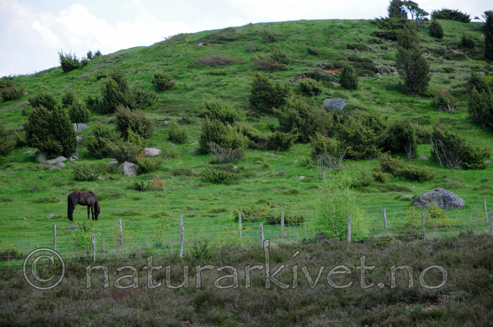 SR0_2695 / Equus caballus / Hest